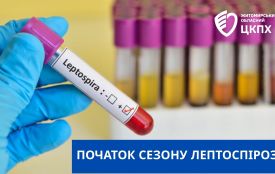 Літо - сезон лептоспірозу: що треба знати