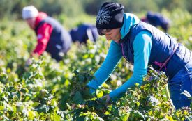 Житомирська область у 2024 році виробила майже 39 тис. тонн плодово-ягідної продукції