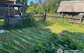 На Коростенщині господиня виростила майже 1,8 тисячі рослин снодійного маку і коноплі