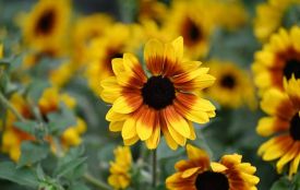 Дощі покинули Житомирщину, очікується суха і тепла погода