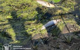У Ємільчиному зафіксовано мор риби: екологи рахують збитки
