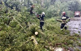 У Чуднівській громаді на дорогу впало 194 дерева