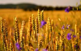 Теплі дні і прохолодні ночі - погода у Житомирі