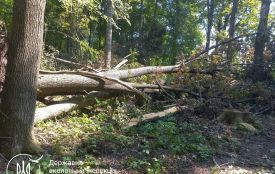Пулинська громада має сплатити майже 800 тисяч гривень за незаконну порубку дерев біля села Нарцизівка