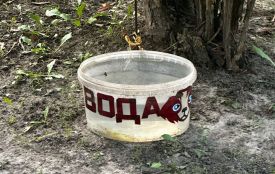 Житомиряни турбуються про тварин - у місті помітили ємності з водою для друзів наших менших