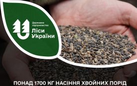 Понад 1700 кг насіння хвойних порід заготовили у лісництвах Житомирщини і Київщини