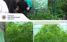 43-річному житомирянину повідомили про підозру за вирощування коноплі у теплиці