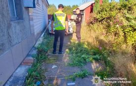 Два коростенці незаконно вирощували коноплі
