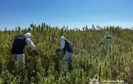 У Житомирській області поліцейські викрили незаконні посіви конопель та вилучили наркотичні речовини