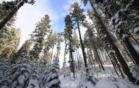 Чи будуть морози та сніг в Україні цієї зими