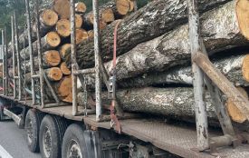 За минулу добу патрульні виявили 5 випадків порушення правил перевезення лісопродукції