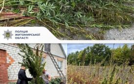 Мешканець Глибочицької громади виростив понад 400 кущів коноплі - йому загрожує кримінальна відповідальність
