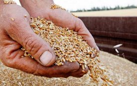 На Житомирщині зібрано понад 900 тисяч тонн зерна