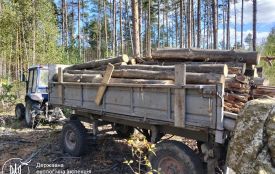 На території Малинського лісгоспу виявлено факт незаконної порубки чотирьох сосен