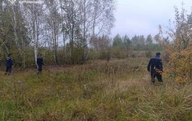 На Звягельщині четверту добу шукають зниклу в лісі 88-річну жінку