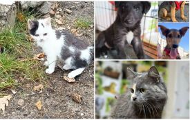 Пухнастики шукають господарів: оголошення у Житомирі станом на 11 жовтня 2025-го року