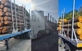 У вересні патрульні виявили 42 випадки порушення правил перевезення лісопродукції
