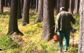 Поліцейські Житомирщини застерігають: у лісах дедалі частіше губляться люди, 88-річну жінку з Ємільчинщини досі шукають
