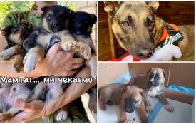 Пухнастики шукають господарів: оголошення у Житомирі станом на 18 жовтня