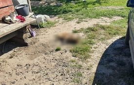 Повідомлено про підозру жителю Романівської громади, який смертельно поранив собаку сусідки з пневматичної гвинтівки