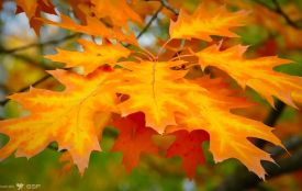 Завтра в Україну завітає нетривале потепління!