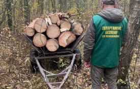 На Житомирщині виявили незаконну рубку деревини на понад 50 тис. грн