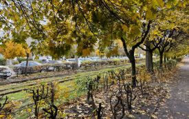 26 жовтня: яке сьогодні свято, прикмети і заборони, прогноз погоди у Житомирі