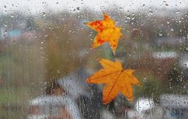 Найближчі дні у Житомирі будуть дощовими і прохолодними