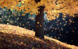 Погода в листопаді на Житомирщині — Житомирський гідрометцентр