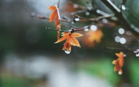 3 листопада: все про цей день, яке свято, що не можна робити і погода у Житомирі