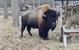 Зубри, яких мешканці Романівської громади спостерігали впродовж останніх двох днів, перебувають у безпеці!