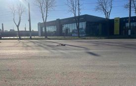 У Житомирі побільшало диких лисиць: ризик сказу та що робити мешканцям