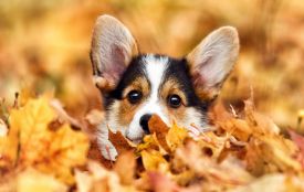 У Житомирі збережеться тепла погода з невеликими дощами