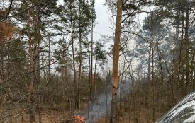 На півтори тисячі гривень оштрафовано порушника з Коростенщини за розведення вогню поблизу лісу