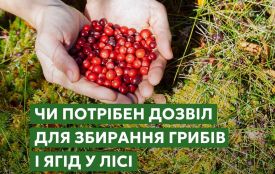 Чи потрібен дозвіл для збирання грибів і ягід у лісі