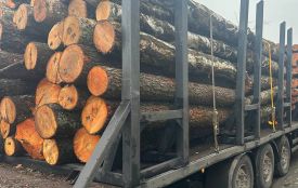 За минулу добу патрульні виявили 8 випадків порушення правил перевезення лісопродукції