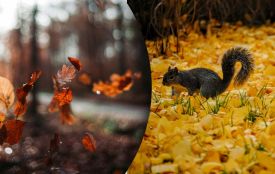 7 листопада: все про цей день, яке свято, що не можна робити і погода у Житомирі