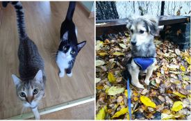 Пухнастики шукають господарів: оголошення у Житомирі станом на 8 листопада 2025 року