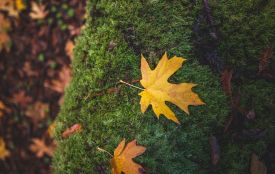 10 листопада: все про цей день, яке свято, прикмети і погода у Житомирі