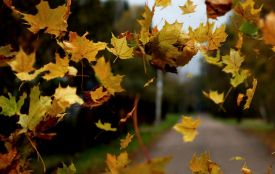 11 листопада: все про цей день, яке свято, що не можна робити і погода у Житомирі