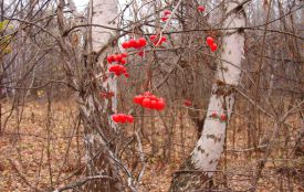 Погода у Житомирі — температура поступово знижуватиметься