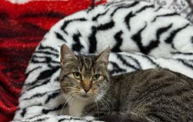 До Житомира евакуювали 10 тварин з прифронтових зон — цуценят і кішку з кошенятами