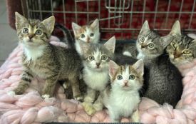 Центр захисту тварин спільно із Half&Half та PROVET запускають благодійну акцію “Другий шанс”