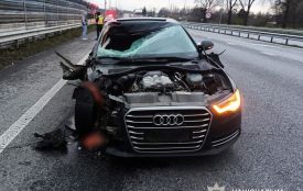 На Звягельщині рівнянин на Audi на пішохідному переході на смерть збив місцеву жительку