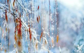 Прогноз погоди в Житомирі на вихідні: дощ, мокрий сніг, нічний мороз