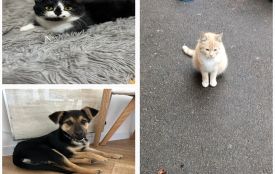 Пухнастики шукають господарів: оголошення у Житомирі станом на 23 листопада