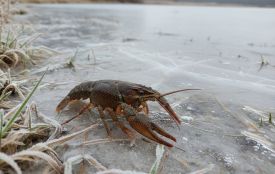 У Житомирській області вводиться заборона на лов раків на період з грудня 2025 по червень 2026 років