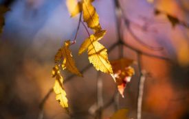 Погода у Житомирі — яким буде кінець осені