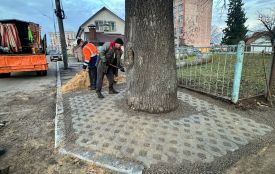 У Житомирі на вимогу Екоінспекції усунули порушення: навколо заасфальтованого дуба облаштовано пристовбурну лунку