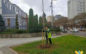 На вулицях Житомира висаджують платани, туї, шаровидні клени, сакури, липи та горобини